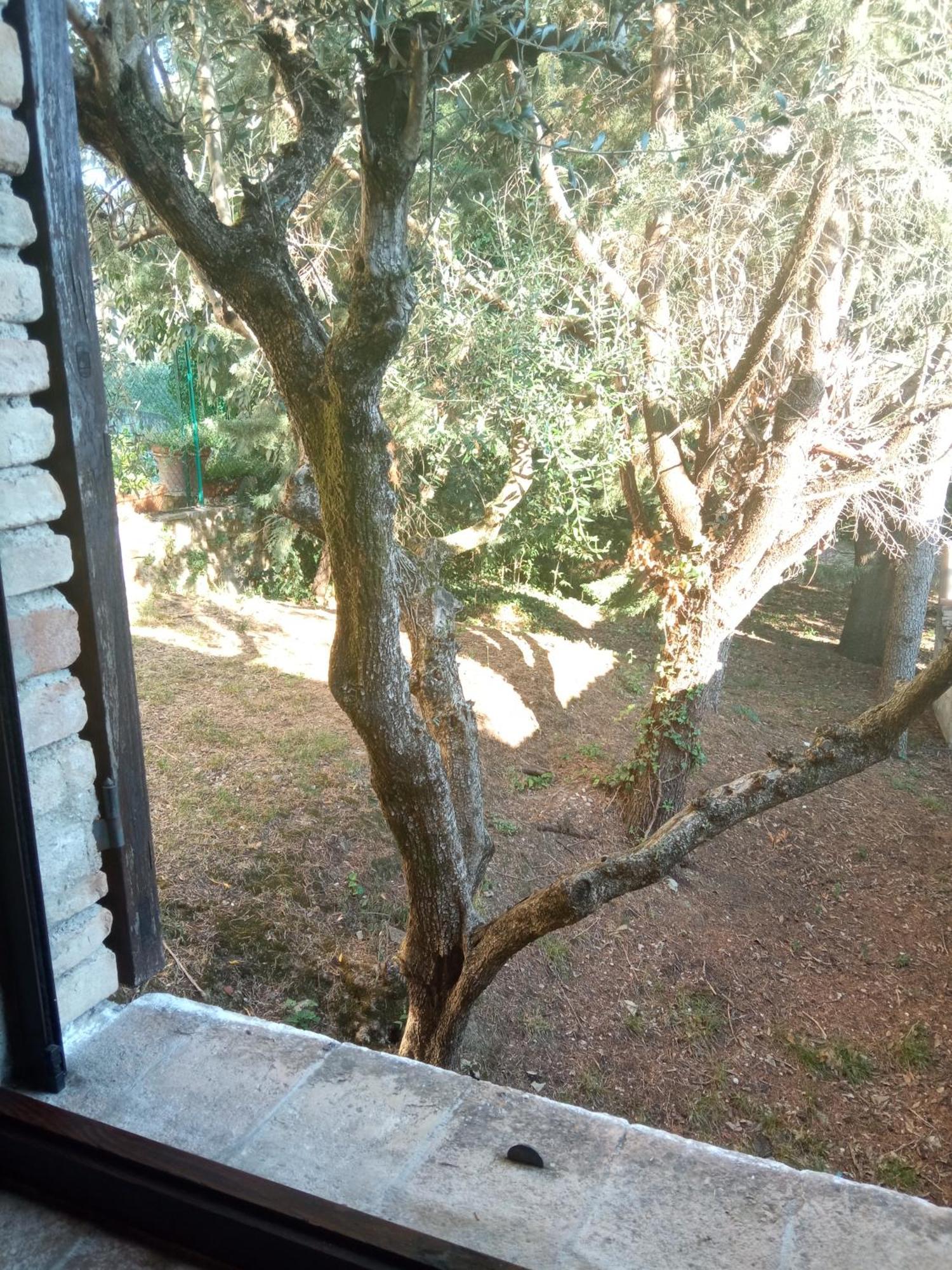 All'Ombra Di San Damiano อัสซิซี ภายนอก รูปภาพ